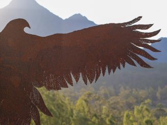 Wedge Tailed Eagle by Colleen Lavender