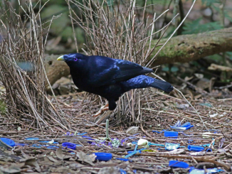 Satin Bowerbird in Gwingana Reserve. Photo: Supplied.