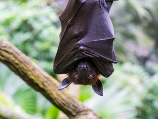 Flying foxes have some residents trapped in their homes.