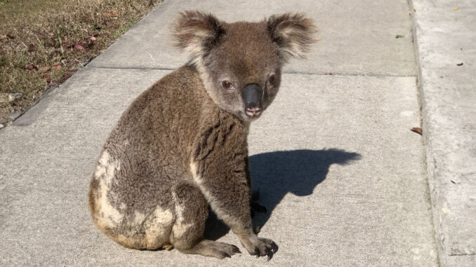 Koala on Finch Road - Photo by Tracy Newcombe