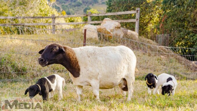 Sheep triplets and their mother