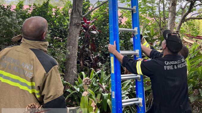 Fire fighters save cat stuck in tree. Image supplied.