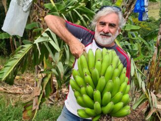 Bill O’Sullivan with some home grown bananas
