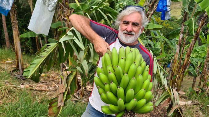 Bill O’Sullivan with some home grown bananas