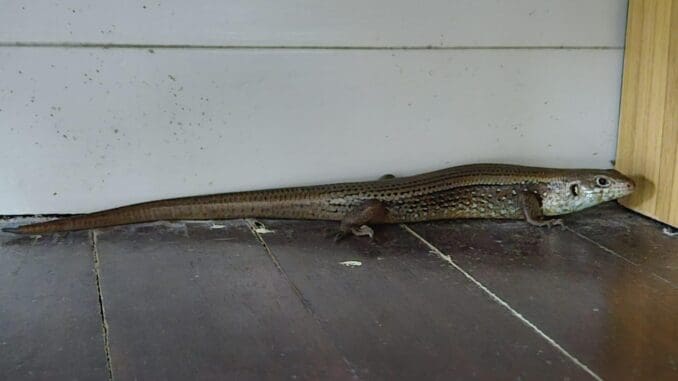 Major skink