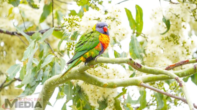 Damp Rainbow Lorikeet shelters in a flowering gum during a spring shower KOB
