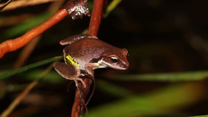 The green thighed frog. Photo by Greg Tasney.