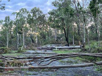 Widespread damage at Tamborine following the Christmas storms. Photo by Christine Hunt.