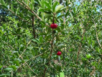 Acerola, also known as Barbados Cherry or West Indian Cherry is a tropical fruit tree that thrives locally due to our warm sub-tropical climate. 