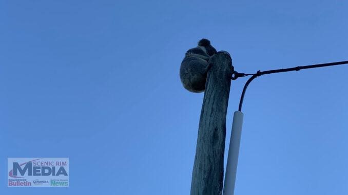 Koala on power pole, Canungra. Photo by Phil Campbell.