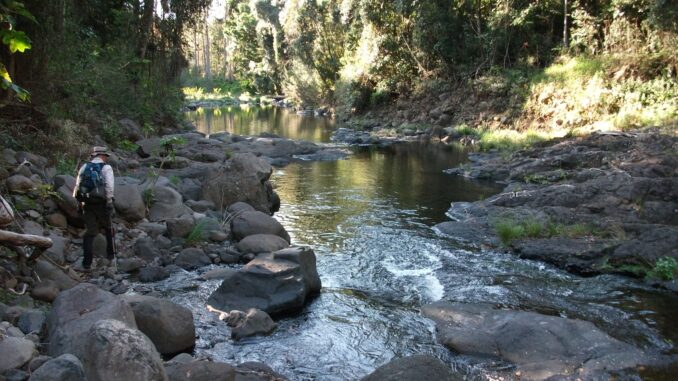 Canungra Creek with walker