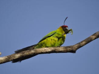 New Caledonian Horned Parakeet