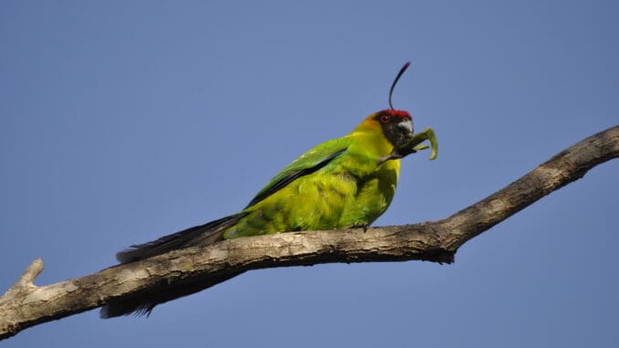 New Caledonian Horned Parakeet