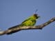 New Caledonian Horned Parakeet