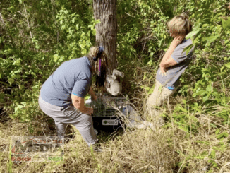 The koala is released at her new home by Liz Miller and Tracey Temperton