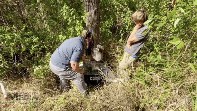 The koala is released at her new home by Liz Miller and Tracey Temperton