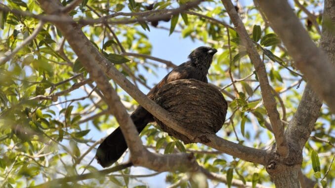 Apostlebird