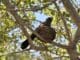 Apostlebird