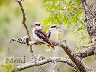 Laughing Kookaburras