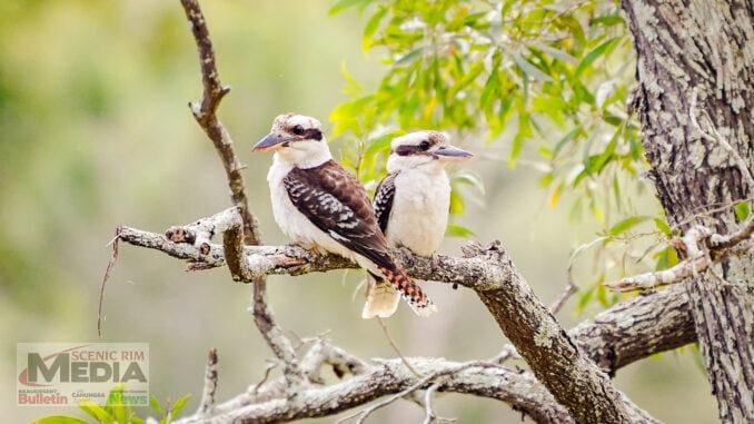 Laughing Kookaburras