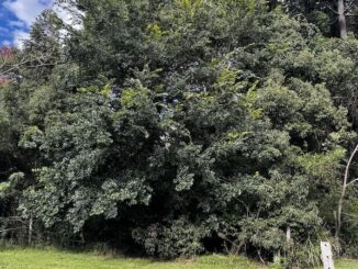 large Chinese Elm near Beechmont Pioneer Reserve