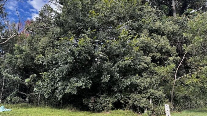 large Chinese Elm near Beechmont Pioneer Reserve