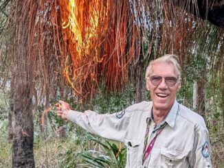 Lamington National Park Ranger in Charge Wil Buch burns a grass tree.