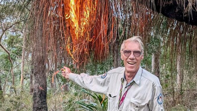 Lamington National Park Ranger in Charge Wil Buch burns a grass tree.