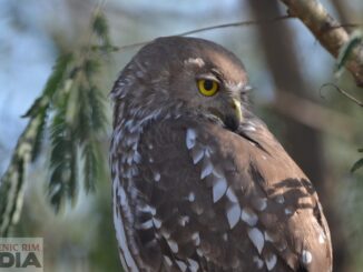 Barking Owl