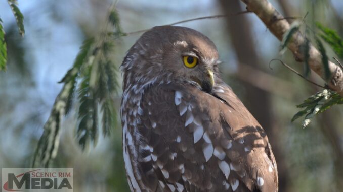 Barking Owl