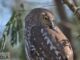 Barking Owl