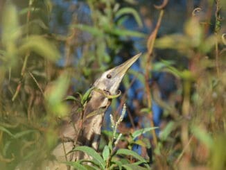 Australasian Bittern