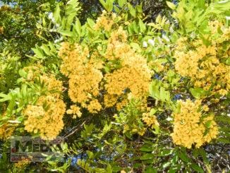 Cassia Marksiana